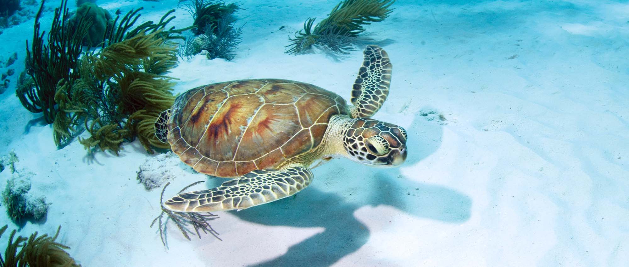 Sea turtle swimming in shallow water