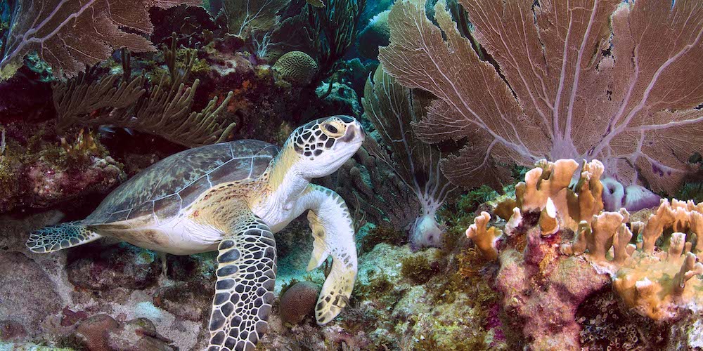 Sea turtle swimming near coral reef