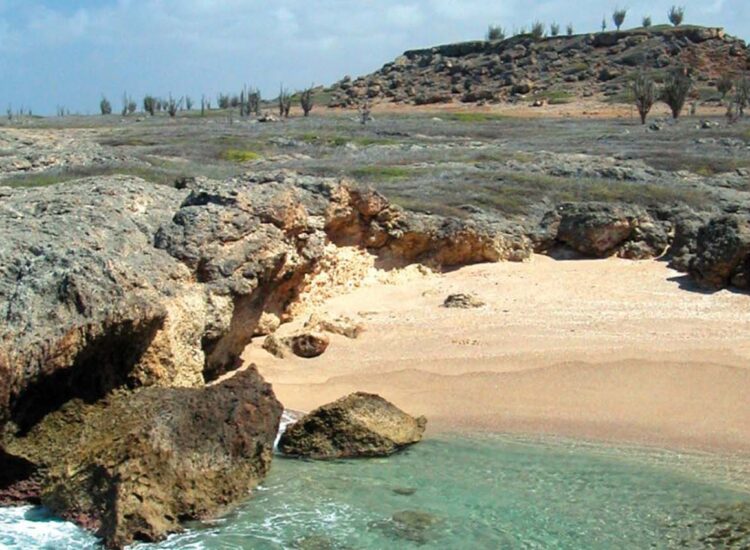Ocean shore overlooking rocks and plants