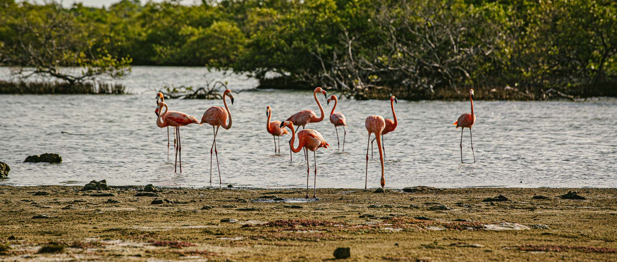 Group of flamingos standing in water
