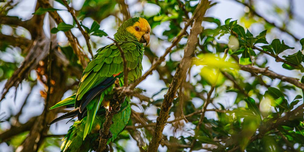 Parrot sitting in tree