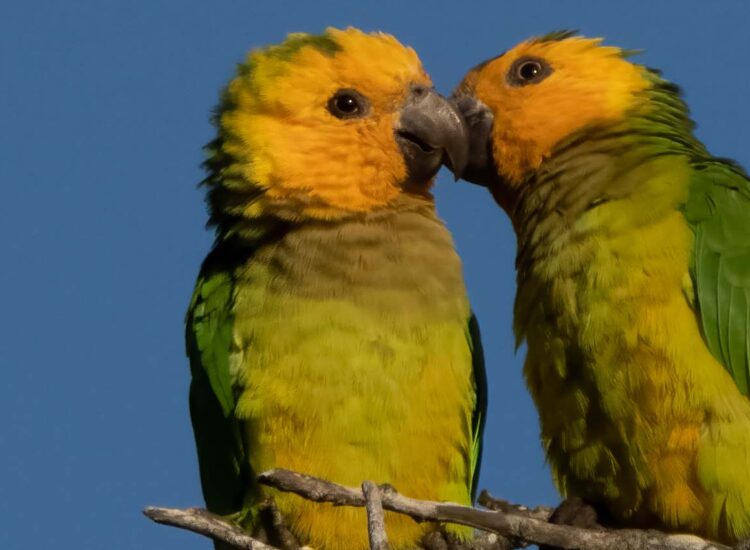 Two birds on a branch