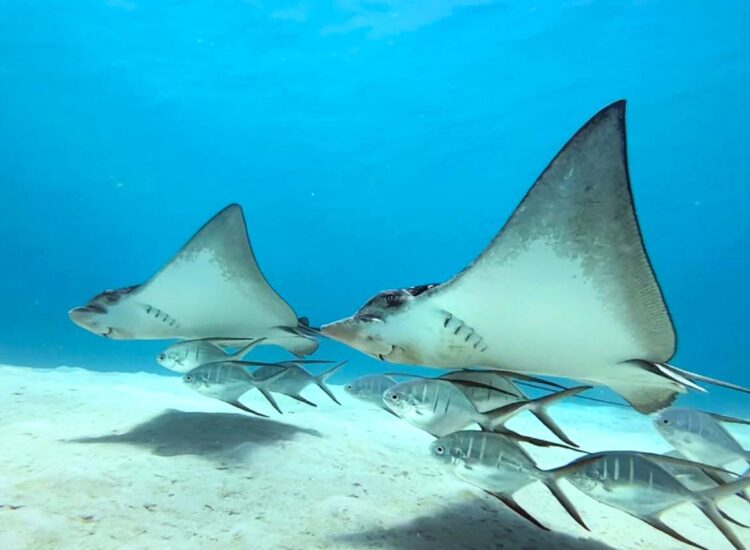 Close up shot of underwater sea life