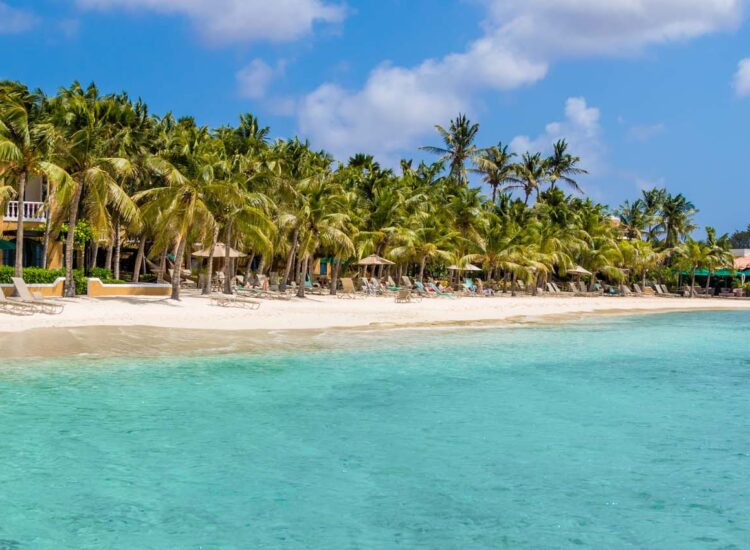 Panoramic view of palm tree lined beach