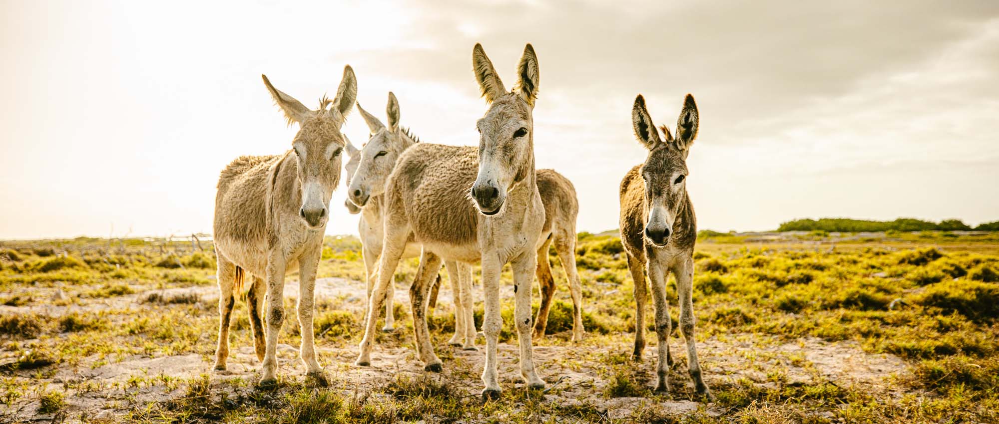 Donkeys standing in field