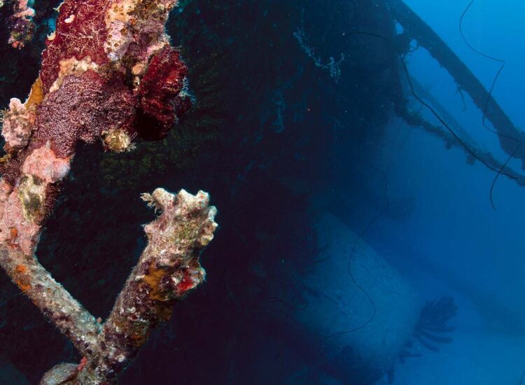 Diver swimming near the Hilma Hooker shipwreck