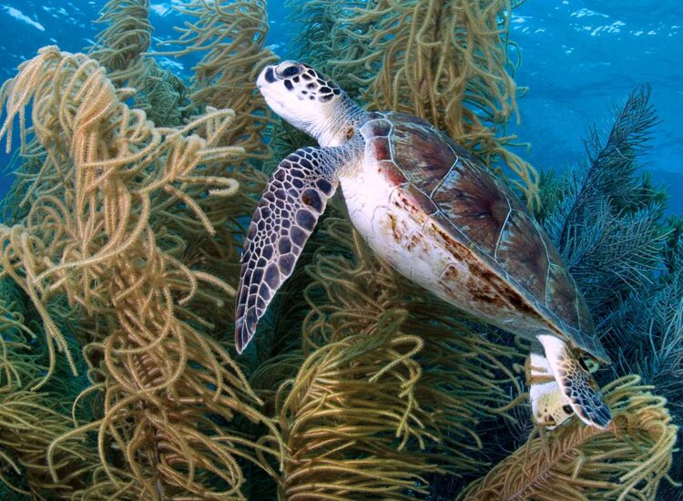 Close up shot of underwater sea life