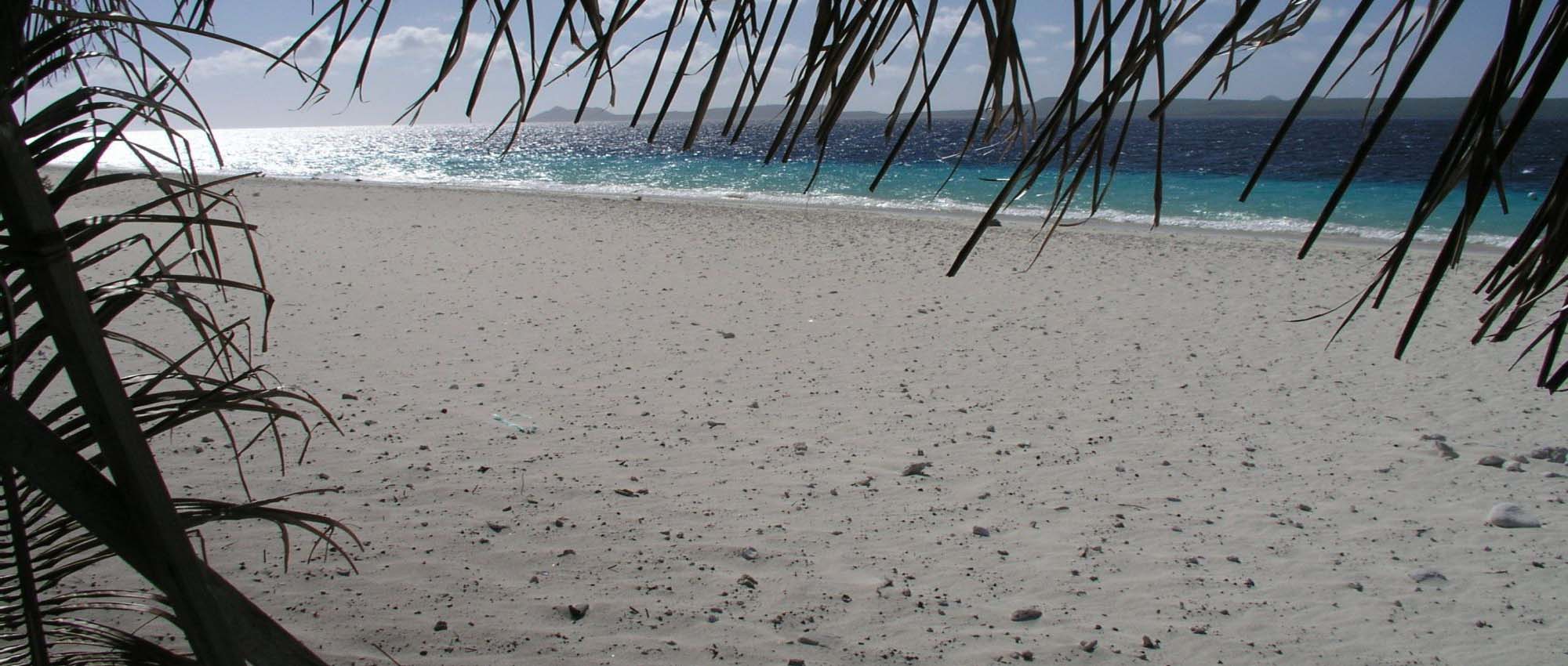 View of white sand and ocean through palm tree leaves