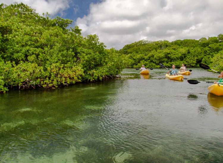 Multiple people on kayaks