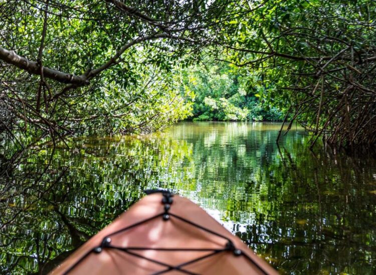 Front of a kayak going through the mangroves