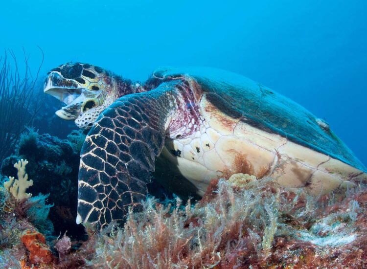Close up shot of underwater sea life