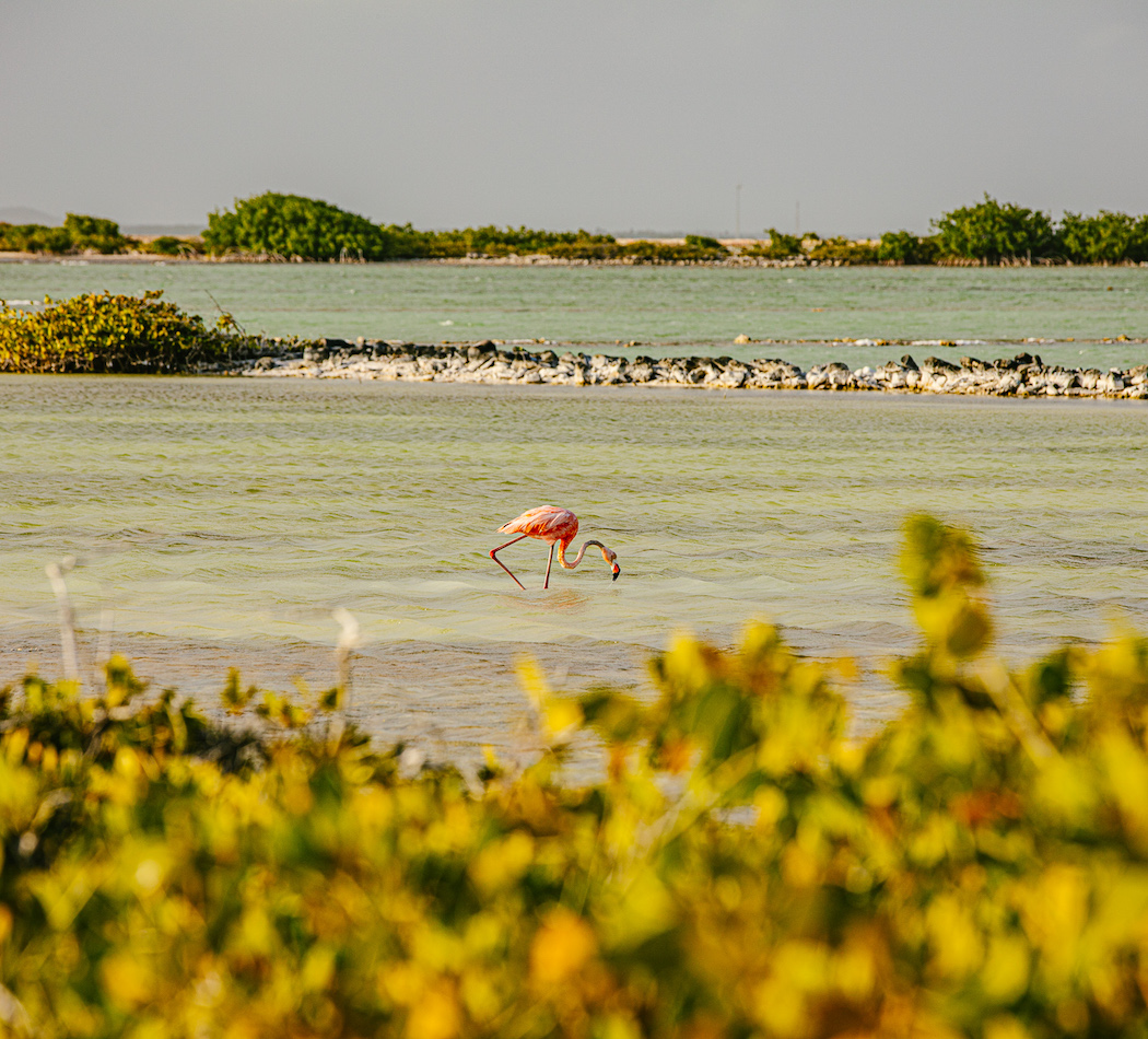 Flamingo standing in beach water