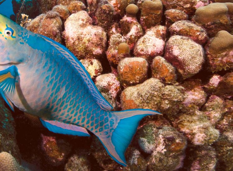 Fish swimming next to coral