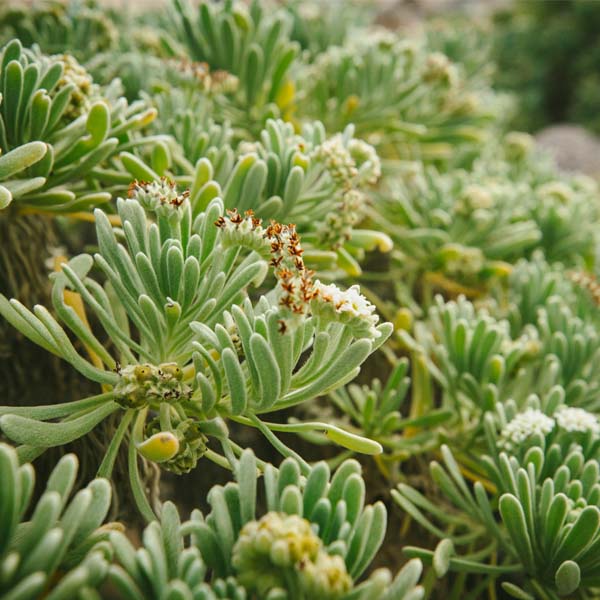 Macro shot of green plant