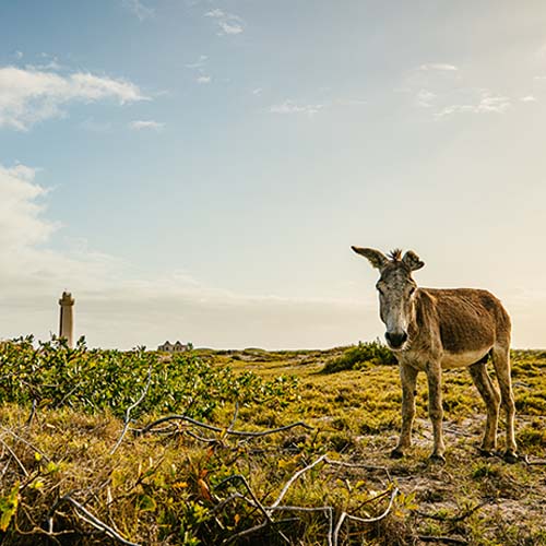Donkey in grassy field