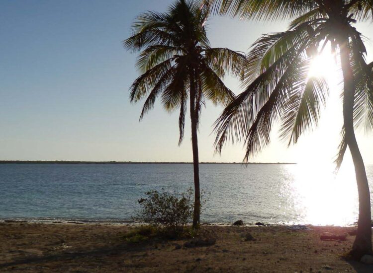 Palm trees near the shore during sunset