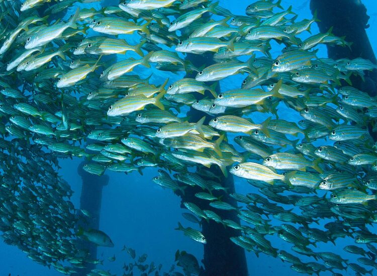 Close up shot of underwater sea life