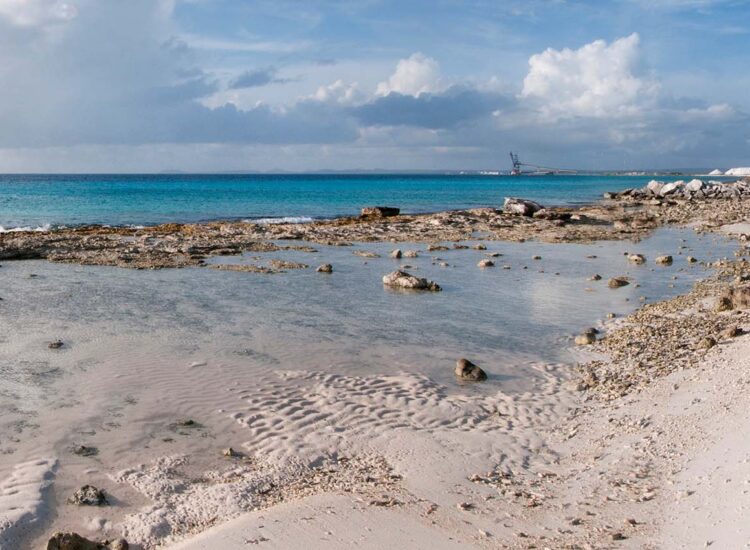 Close up shot of coral reef