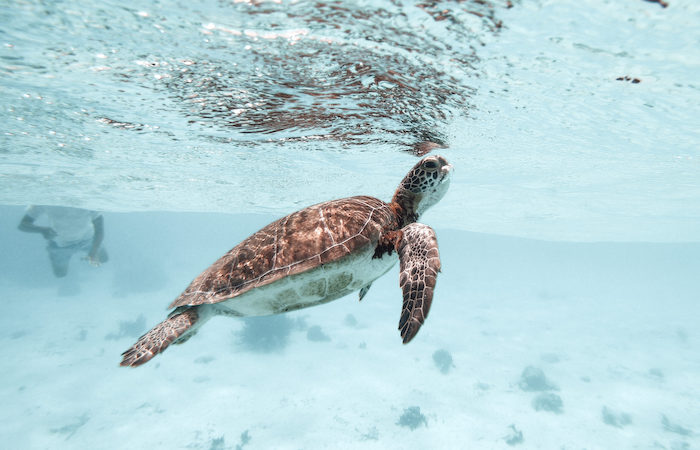 Sea turtle swimming in clear blue water