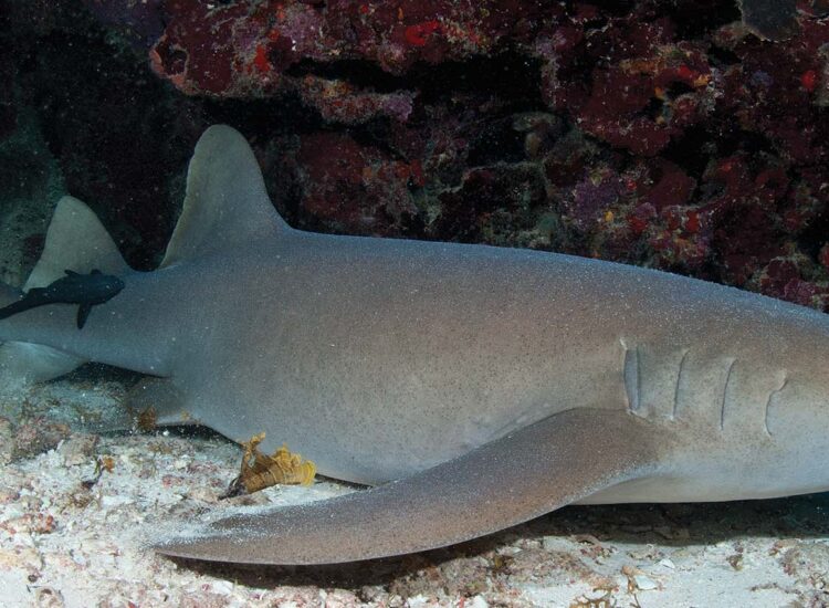 Close up shot of underwater sea life