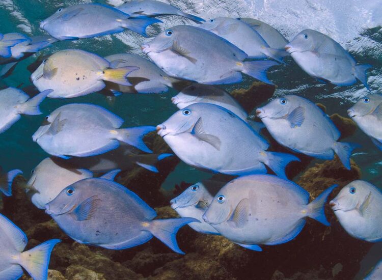 Close up shot of underwater sea life