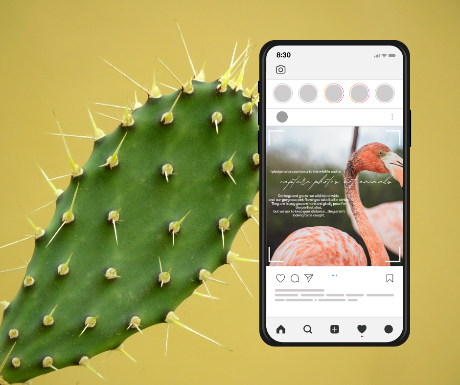 iPhone showing Instagram feed with a photo of a flamingo